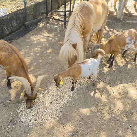 Camping Senia Rupit Kültér fotó